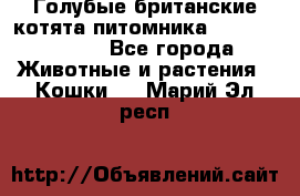 Голубые британские котята питомника Silvery Snow. - Все города Животные и растения » Кошки   . Марий Эл респ.